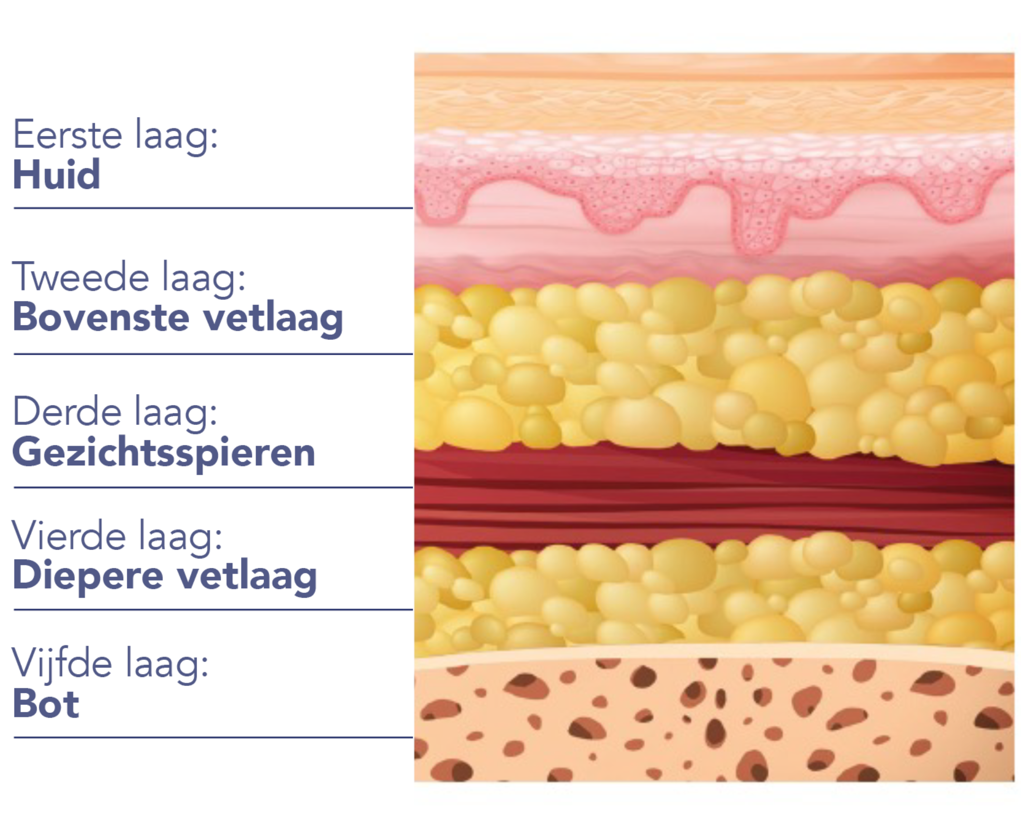 NIET ALLEEN DE HUID WORDT OUDER